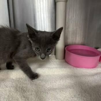 Baxter -  Domestic Short Hair Cat for Adoption in Indianapolis, Indiana - Baxter | PetCurious