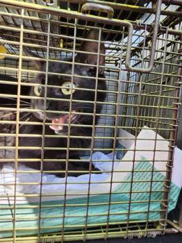 Domestic Short Hair Cats Available for Adoption in San Antonio, Texas - ZANE | PetCurious