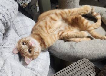 Domestic Short Hair Cats Available for Adoption in Monrovia, California - Titus | PetCurious