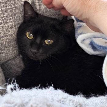 Cognac -  Domestic Short Hair Cat for Adoption in Cleveland, Ohio - Cognac | PetCurious