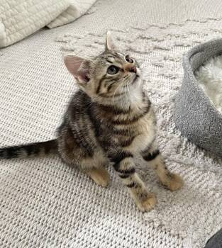 American Shorthair Cats Available for Adoption - Gertie | PetCurious