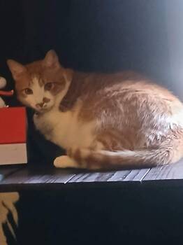 Tango -  Domestic Medium Hair Cat for Adoption in Mobile, Alabama - Tango | PetCurious