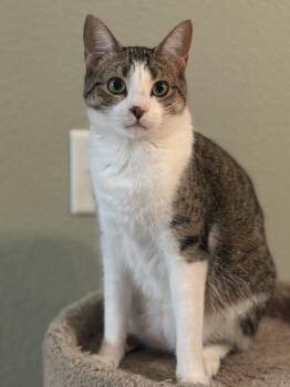 Kiwi -  Tabby Cat for Adoption in Fort Worth, Texas - Kiwi | PetCurious