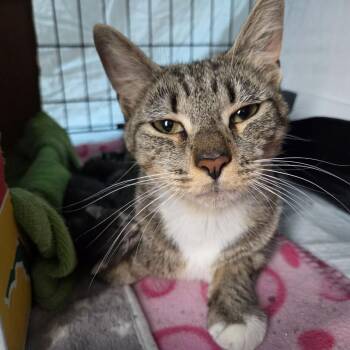 Honey -  Domestic Short Hair Cat for Adoption in Reisterstown, Maryland - Honey | PetCurious