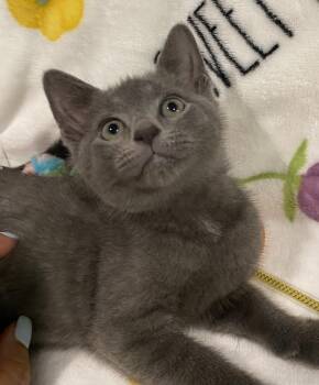 Russian Blue Cats Available for Adoption in Long Beach, New York - Milo | PetCurious