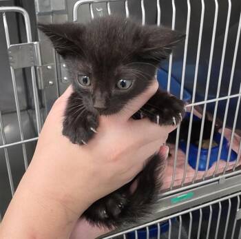 THUNDER -  Domestic Short Hair Cat for Adoption in Killeen, Texas - THUNDER | PetCurious