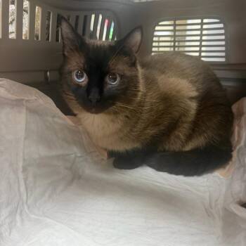 Cosmic Brownie -  American Shorthair Cat for Adoption in Donalsonville, Georgia - Cosmic Brownie | PetCurious