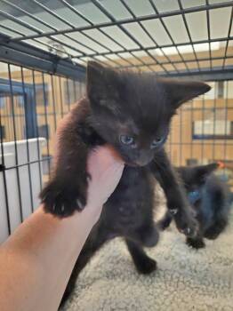 Shawn(Slinky) -  Domestic Long Hair Cat for Adoption in Bossier City, Louisiana - Shawn(Slinky) | PetCurious