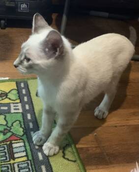 Rescue Domestic Short Hair Cats for Adoption in Emporia, Kansas - Pearl | PetCurious