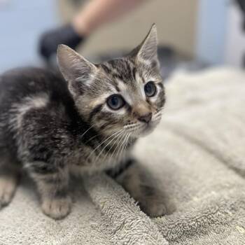 Honey BBQ -  Domestic Short Hair Cat for Adoption in Riverside, California - Honey BBQ | PetCurious