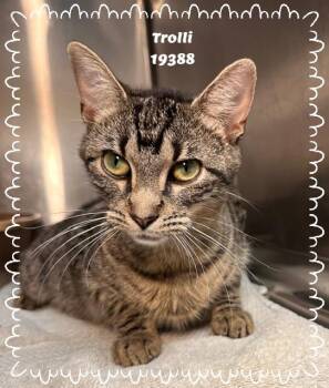 Domestic Short Hair and Tabby Cats Available for Adoption in Marietta, Georgia - TROLLI | PetCurious