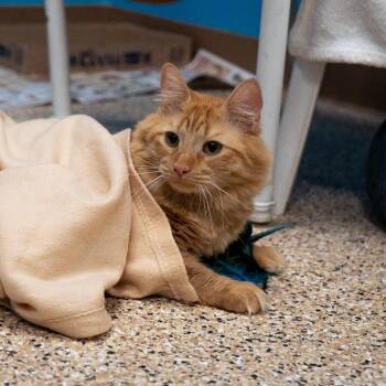 Sassy -  Domestic Short Hair Cat for Adoption in Cheyenne, Wyoming - Sassy | PetCurious