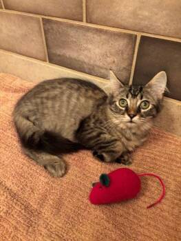 Bob -  Domestic Medium Hair and Maine Coon Cat for Adoption in Fayetteville, Georgia - Bob | PetCurious