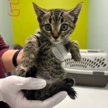 Dart -  Domestic Short Hair Cat for Adoption in Mooresville, North Carolina - Dart | PetCurious
