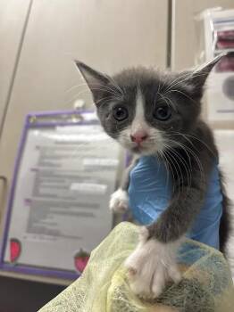 HARLEY QUINN -  Domestic Short Hair Cat for Adoption in Las Vegas, Nevada - HARLEY QUINN | PetCurious