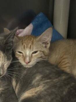 Sharmin -  Domestic Short Hair Cat for Adoption in Morristown, New Jersey - Sharmin | PetCurious
