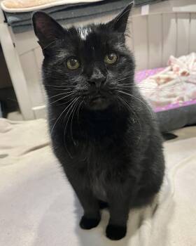 Joey -  Domestic Short Hair Cat for Adoption in Quakertown, Pennsylvania - Joey | PetCurious