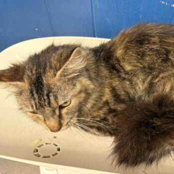 Domestic Medium Hair Cats Available for Adoption in Summerlee, West Virginia - Cleo | PetCurious