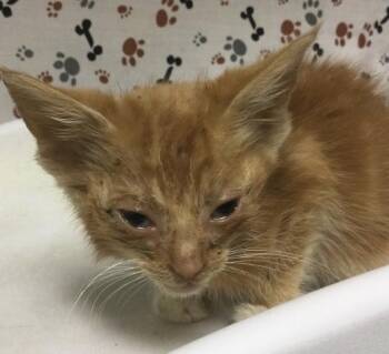 ROMEO -  Domestic Short Hair Cat for Adoption in Riverside, California - ROMEO | PetCurious