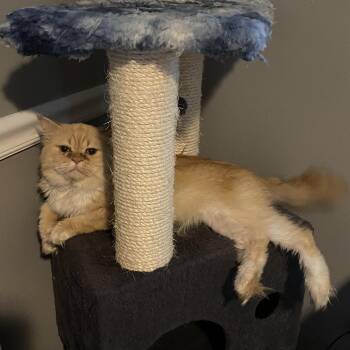 Murphy -  Persian Cat for Adoption in Mobile, Alabama - Murphy | PetCurious