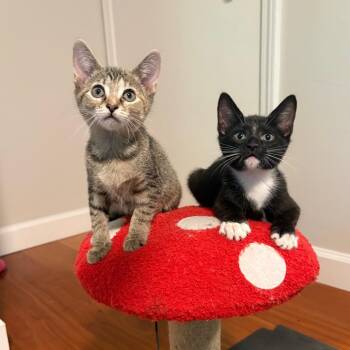 Tinkerbell -  Domestic Short Hair Cat for Adoption in Durham, North Carolina - Tinkerbell | PetCurious
