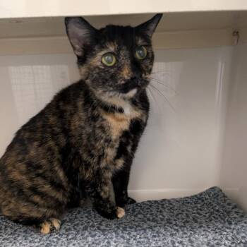 Mary Jane -  Domestic Short Hair Cat for Adoption in Watertown, New York - Mary Jane | PetCurious