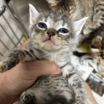 Domestic Short Hair Cats Available for Adoption in Parrish, Alabama - Sabrina | PetCurious