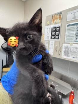 ALLIE -  Domestic Long Hair Cat for Adoption in Las Vegas, Nevada - ALLIE | PetCurious