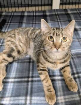 Rescue Domestic Short Hair Cats for Adoption in Neenah, Wisconsin - Julia | PetCurious