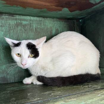 Domestic Short Hair Cats Available for Adoption - Sugar Pie | PetCurious