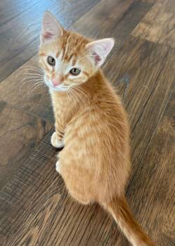 Tex -  Domestic Short Hair Cat for Adoption in Millcreek, Utah - Tex | PetCurious