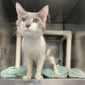 Cary Grant -  Domestic Short Hair Cat for Adoption in Roanoke, Virginia - Cary Grant | PetCurious
