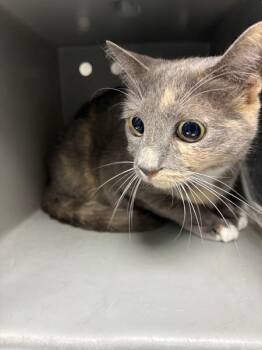 Pen 16d  Delilah -  Domestic Short Hair Cat for Adoption in Lawrenceville, Georgia - Pen 16d  Delilah | PetCurious