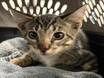 *GRAYBUR -  Domestic Short Hair Cat for Adoption in Woodland, California - *GRAYBUR | PetCurious