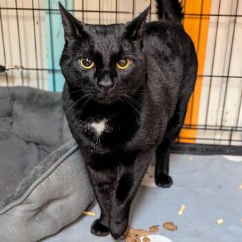 Domestic Short Hair Cats Available for Adoption - Trevor | PetCurious