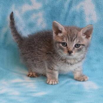 Pebble 52717 -  Domestic Short Hair Cat for Adoption in Eureka, California - Pebble 52717 | PetCurious