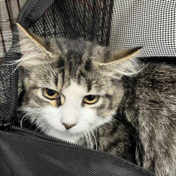 Kitkat -  Domestic Short Hair Cat for Adoption in Philadelphia, Pennsylvania - Kitkat | PetCurious