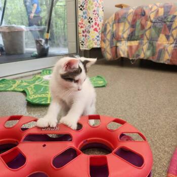 Dasher -  Domestic Short Hair Cat for Adoption in Brockton, Massachusetts - Dasher | PetCurious