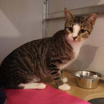 Libby -  Domestic Short Hair Cat for Adoption in Saint Charles, Missouri - Libby | PetCurious