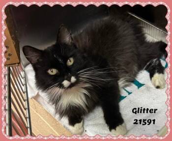 GLITTER -  Domestic Long Hair and Tuxedo Cat for Adoption in Marietta, Georgia - GLITTER | PetCurious