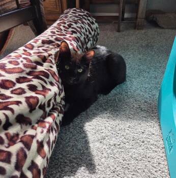 Domestic Short Hair Cats Available for Adoption in Arlington, Washington - Poblano | PetCurious