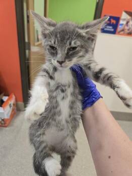 A798978 -  Domestic Short Hair Cat for Adoption in Louisville, Kentucky - A798978 | PetCurious
