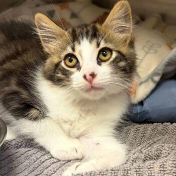 Elephant Man -  Domestic Medium Hair Cat for Adoption in Walnut Creek, California - Elephant Man | PetCurious