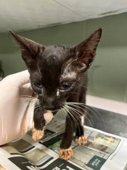 CICADA -  Domestic Short Hair Cat for Adoption in Jacksonville, Florida - CICADA | PetCurious