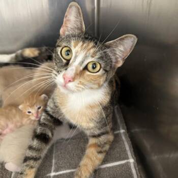 Domestic Short Hair Cats Available for Adoption in Leander, Texas - Petra | PetCurious