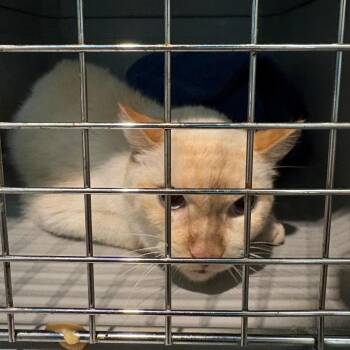 Aang -  Siamese Cat Available for Adoption in Tampa, Florida - Aang | PetCurious