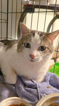 Jinx -  Domestic Short Hair Cat Available for Adoption in Kenhorst, Pennsylvania - Jinx | PetCurious