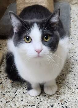 Rescue Domestic Short Hair Cats for Adoption in Little Rock, Arkansas - Jonah | PetCurious
