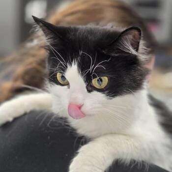 Domestic Medium Hair Cats Available for Adoption in Zimmerman, Minnesota - Stella Lee | PetCurious