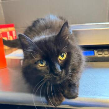 Archie -  Domestic Medium Hair Cat for Adoption in Tuscaloosa, Alabama - Archie | PetCurious